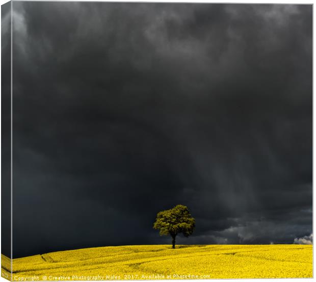 Tree in Yellow Field Canvas Print by Creative Photography Wales