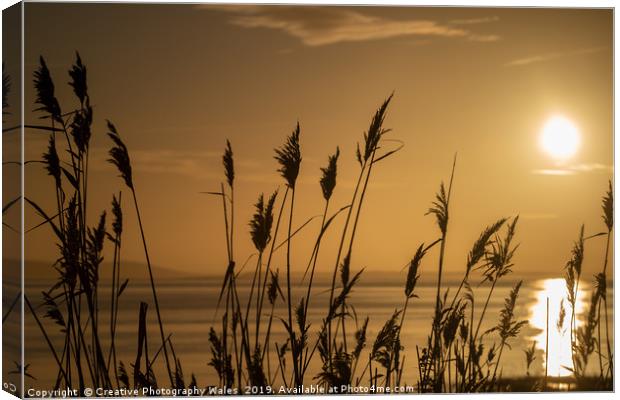 Rushes at Dawn, Laugharne Estuary Canvas Print by Creative Photography Wales