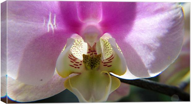 Orchid Flower Canvas Print by Hamid Moham
