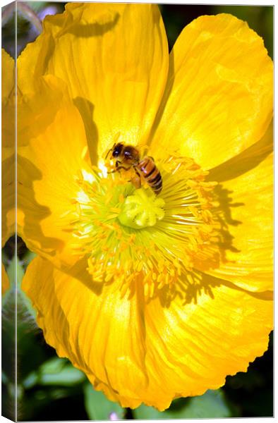 Wasp in a yellow poppy Canvas Print by Hamid Moham