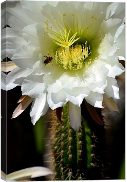 White Cactus Flower Canvas Print by Hamid Moham
