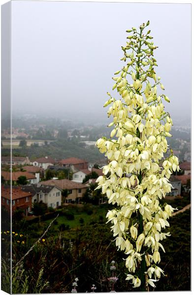 Young Yucca Flowers Canvas Print by Hamid Moham