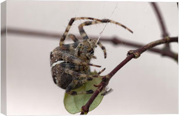 Garden Spider Canvas Print by Raymond Partlett