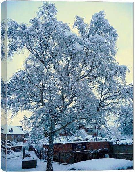 snow tree Canvas Print by Raymond Partlett