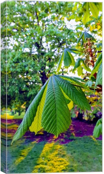 Sunlight through leaves Canvas Print by Raymond Partlett