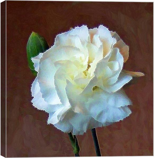 Carnation. Canvas Print by Debra Kelday