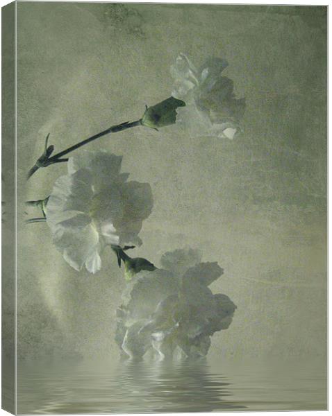 Carnations.. Canvas Print by Debra Kelday