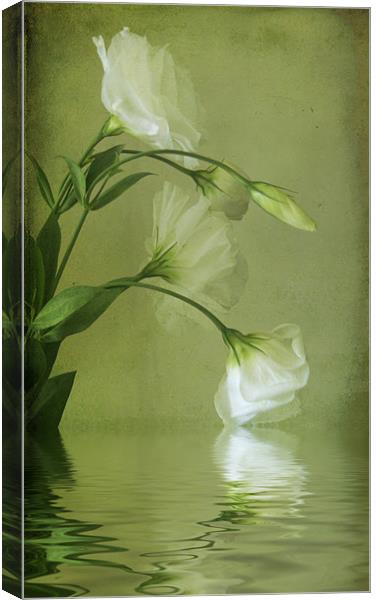 Delicate Lisianthus Canvas Print by Debra Kelday