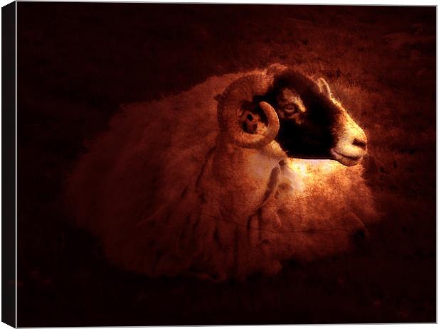 Sheep Canvas Print by Debra Kelday