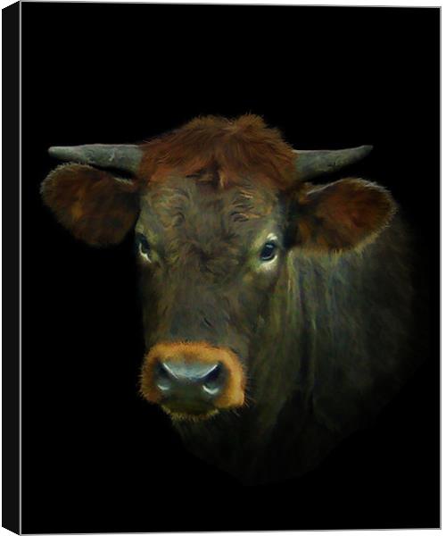 Young Bull Canvas Print by Debra Kelday