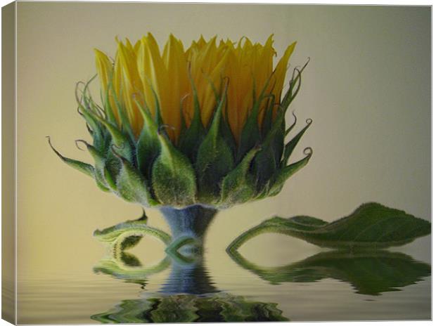 Sunflower Canvas Print by Debra Kelday