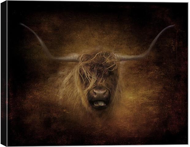 Highland Cow.. Canvas Print by Debra Kelday