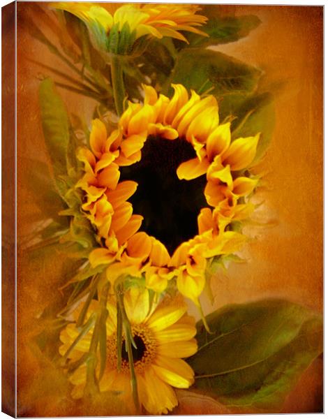 Sunflower,,, Canvas Print by Debra Kelday