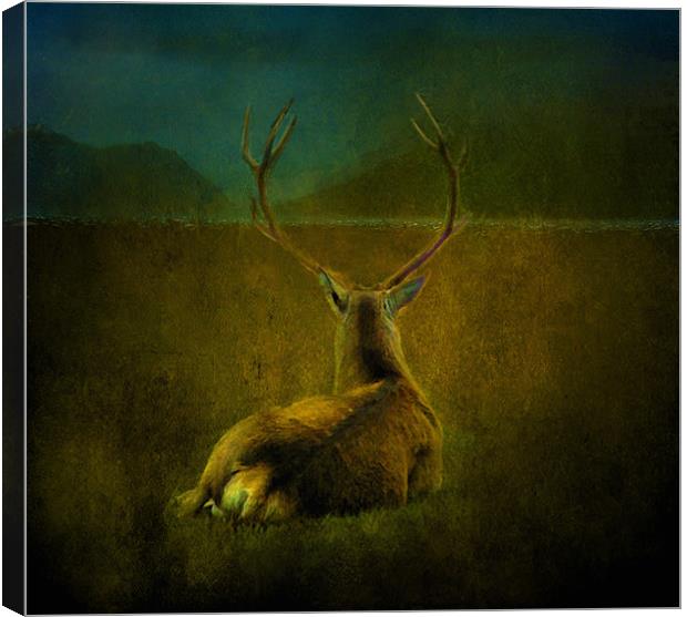 Deer Canvas Print by Debra Kelday