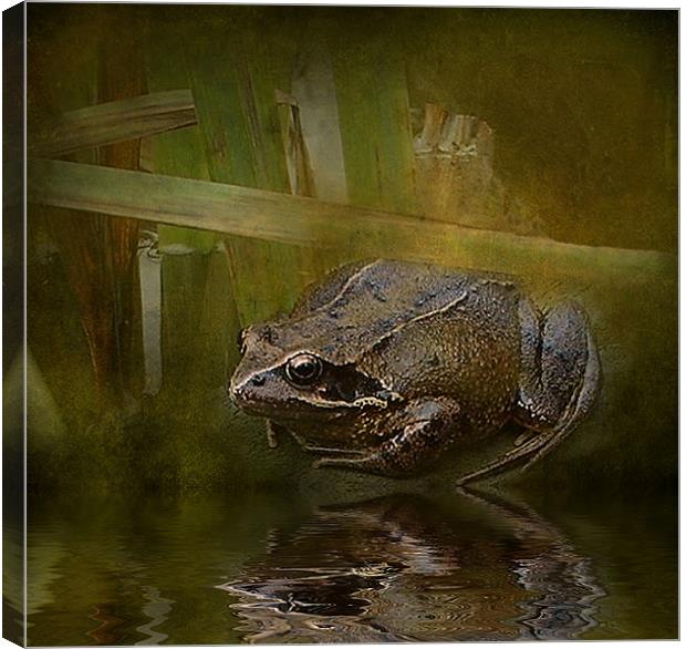 Toad 2 Canvas Print by Debra Kelday