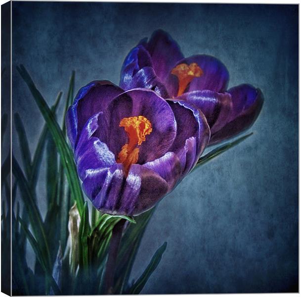 Purple Crocus Canvas Print by Debra Kelday