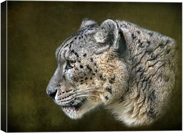 Snow Leopard.. Canvas Print by Debra Kelday