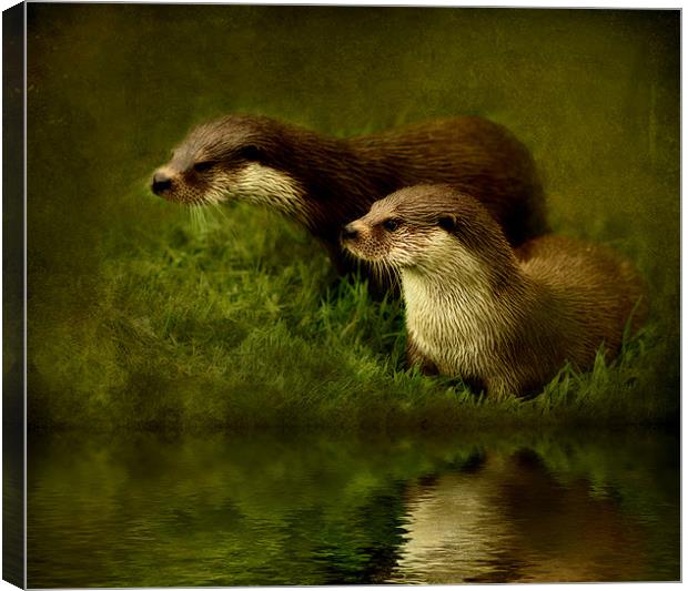 Otters Watch Canvas Print by Debra Kelday