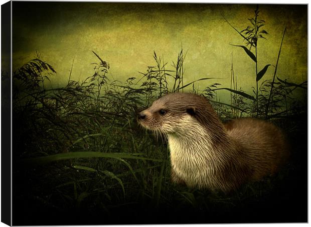 Otter Canvas Print by Debra Kelday