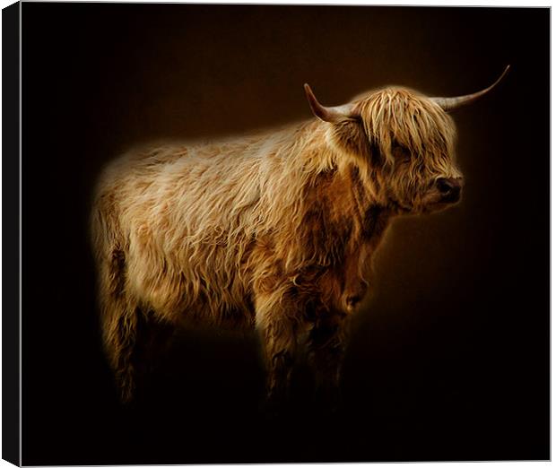Highlander., Canvas Print by Debra Kelday