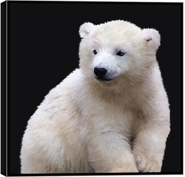 Polar Bear Cub Canvas Print by Debra Kelday