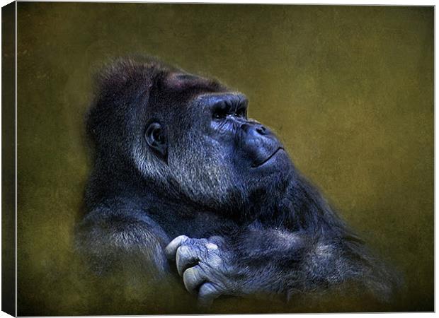 Silverback Gorilla Canvas Print by Debra Kelday