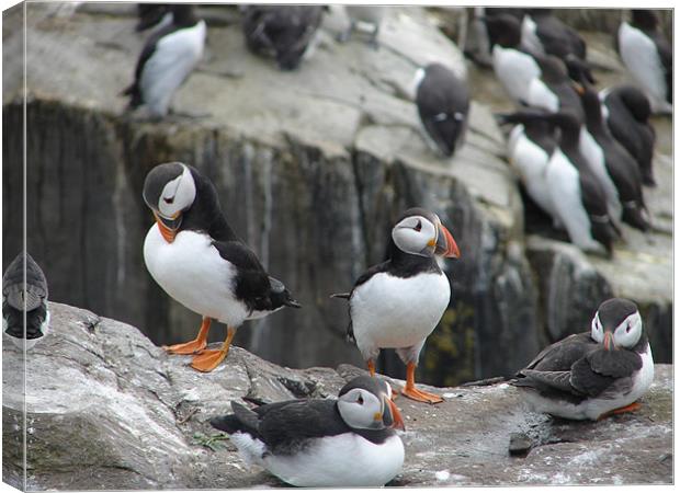 Puffins on rocks Canvas Print by Nigel Barrett Canvas