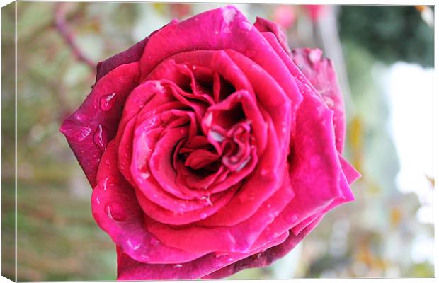 Red Rose with droplets Canvas Print by Nigel Barrett Canvas