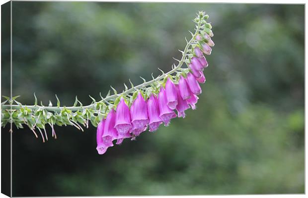 Foxglove Canvas Print by Nigel Barrett Canvas