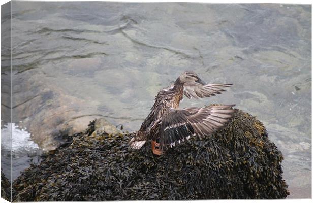 Female Mallard drying out Canvas Print by Nigel Barrett Canvas