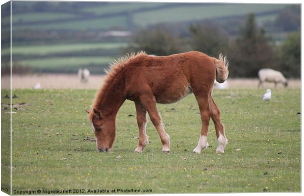 Dartmoor Pony Foal Canvas Print by Nigel Barrett Canvas