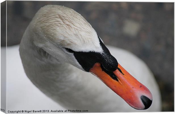 Mute Swan Cygnus Olor Canvas Print by Nigel Barrett Canvas