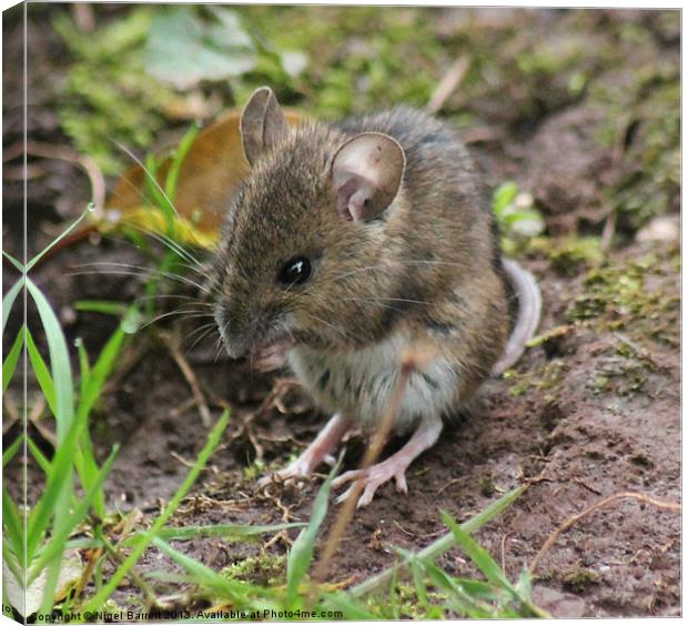 Field Mouse Pose Canvas Print by Nigel Barrett Canvas
