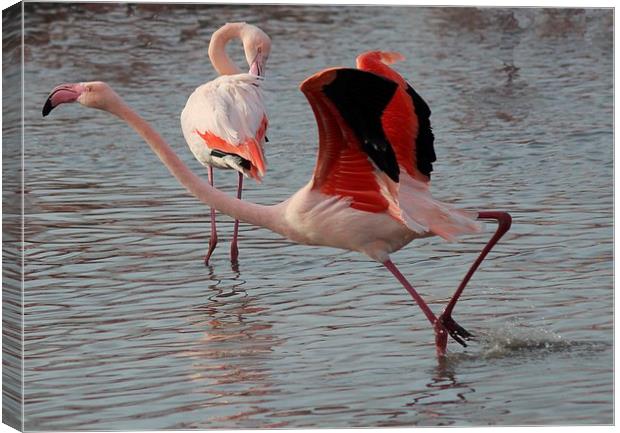 Flamingo Canvas Print by Nigel Barrett Canvas