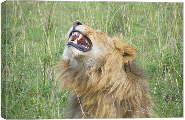 Kenyan Roaring Lion Canvas Print by Bekie Spark