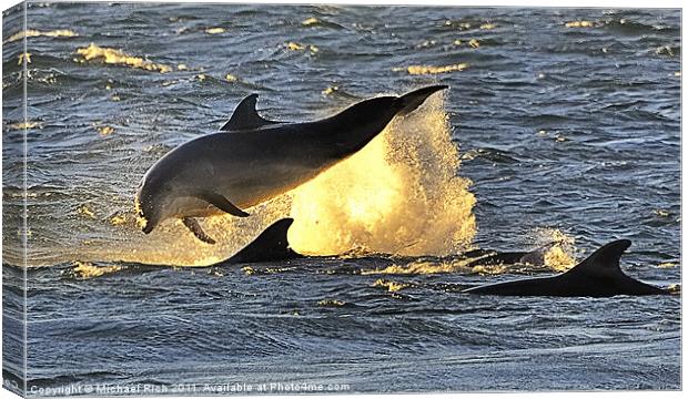 Early Morning Dolphins Canvas Print by Michael Rich