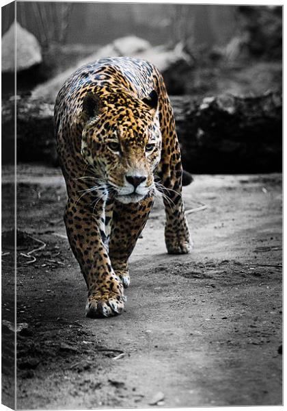 Jaguar on the Hunt Canvas Print by Celtic Origins