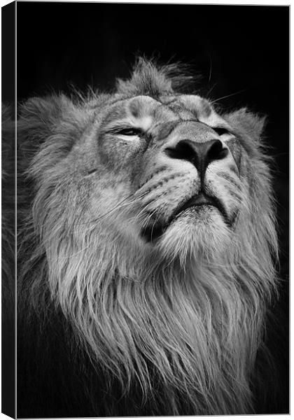 Asiatic Lion - Head shot Canvas Print by Celtic Origins