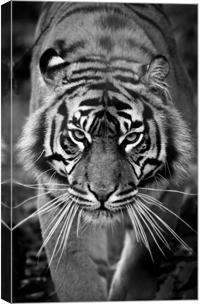 Sumatran Tiger - Fi Fy Fo Fum Canvas Print by Celtic Origins