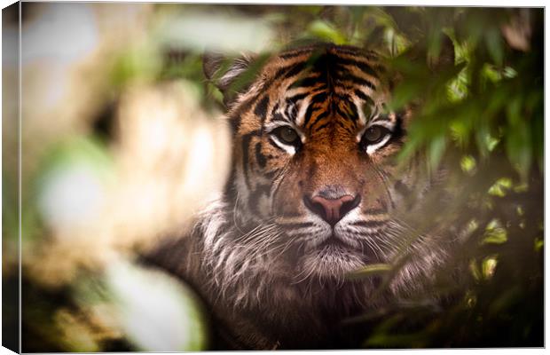 Sumatran Tiger - Hide and Seek Canvas Print by Celtic Origins