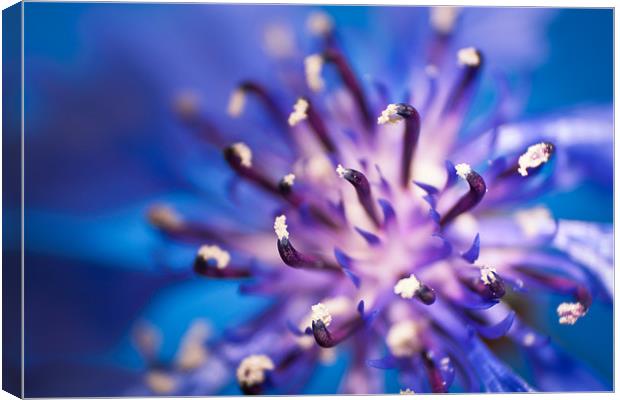 Cornflower Canvas Print by Celtic Origins