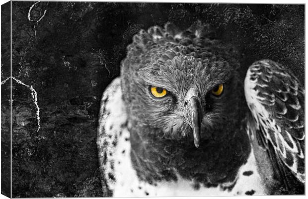 Harris Hawk Canvas Print by Celtic Origins