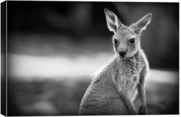 Joey Canvas Print by Celtic Origins