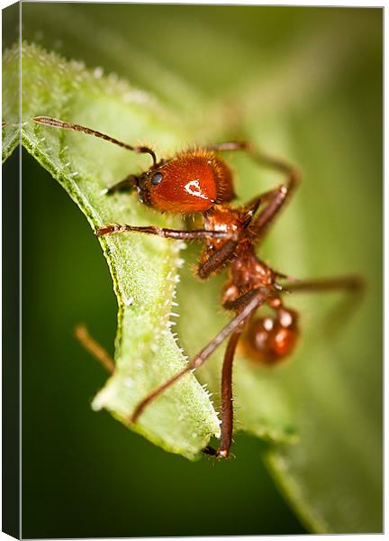 Leafcutter Ant Canvas Print by Celtic Origins