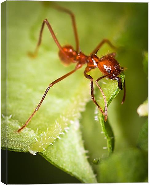 Leafcutter Ant Canvas Print by Celtic Origins