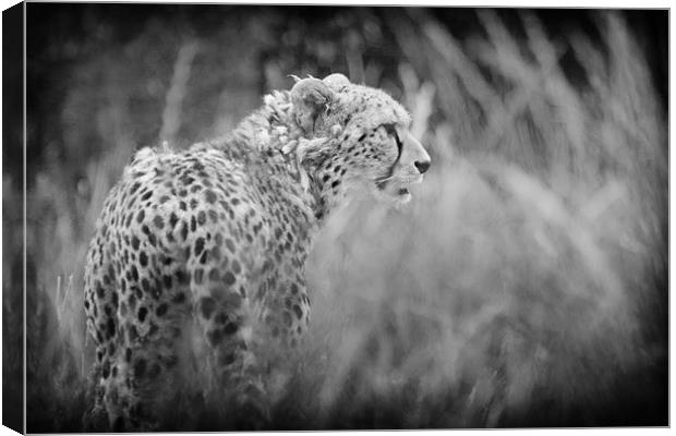 Asiatic Cheetah before the Hunt. Canvas Print by Celtic Origins
