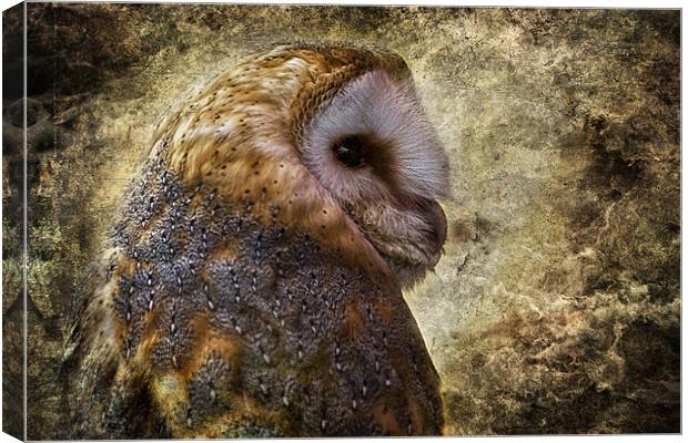 Barn Owl Canvas Print by Celtic Origins