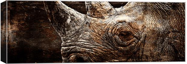 Black Rhinoceros Canvas Print by Celtic Origins
