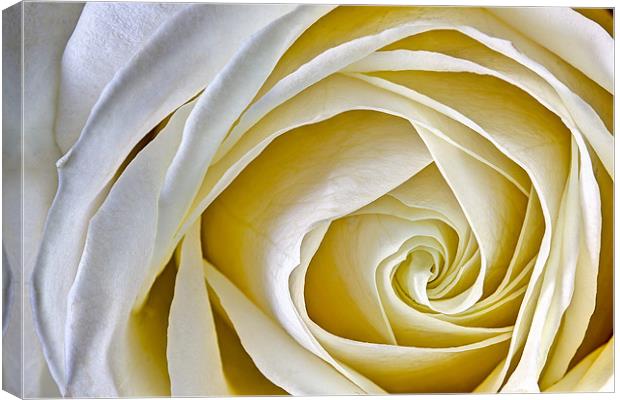 The White Rose Canvas Print by Celtic Origins