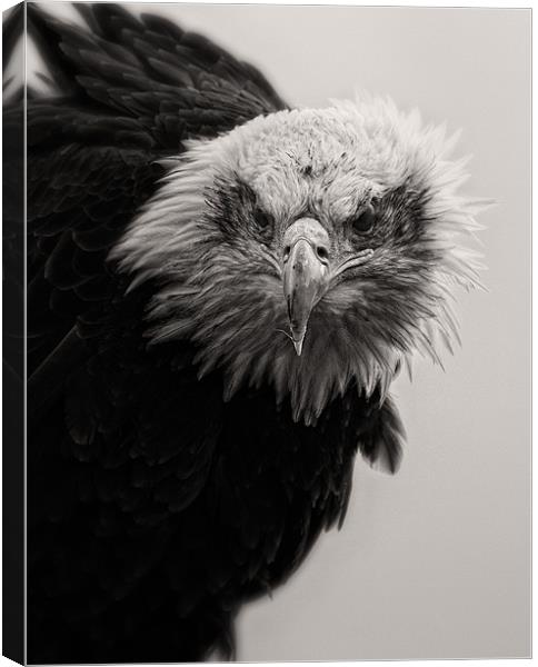 Bald Eagle Canvas Print by Celtic Origins